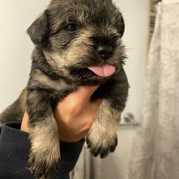 Female - Salt and pepper female Miniature Schnauzer puppy in Kansas City, Kansas from Liliana's Mini Schnauzers