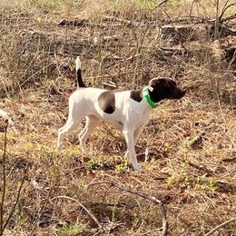 German Shorthaired Pointers from Eagle Ranch Kennels