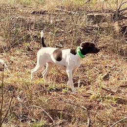 German Shorthaired Pointers from Eagle Ranch Kennels