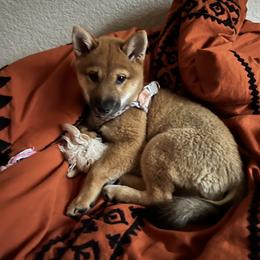 Shiba Inu Puppies from Mountain Air Shibas
