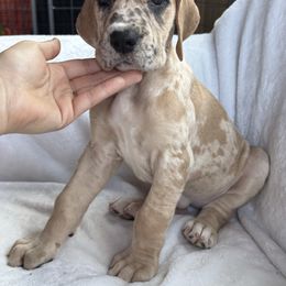 Iona - Merle female Great Dane puppy in Michigan from Ohana Great Danes of Michigan