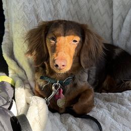 Brinnie - Dachshund