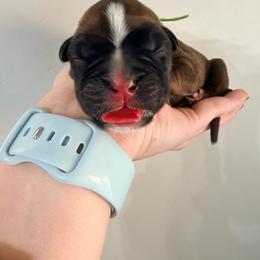 Green - Fawn male Boxer puppy in West Haven, Utah from Shalyce's Boxers