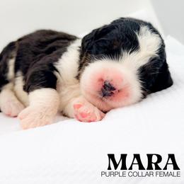 MARA - Tri-color female Bernedoodle puppy in Tipton, Indiana from Country Creek Doodles