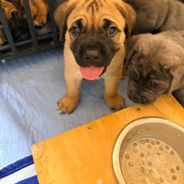 Smokey - Fawn male Cane Corso puppy in Waxahachie, Texas from A&M Kennels