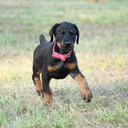 Legacy - Black and rust female Doberman Pinscher puppy in Overton, Texas from Obsidian Kennel