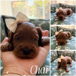 Chai - Red female Australian Labradoodle puppy in Summerfield, North Carolina from Four Oaks Labradoodles