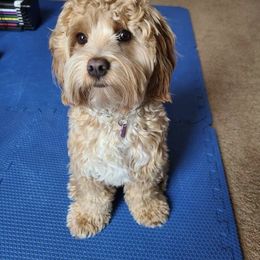 Cockapoo All Grown Up from Double J Cockapoos