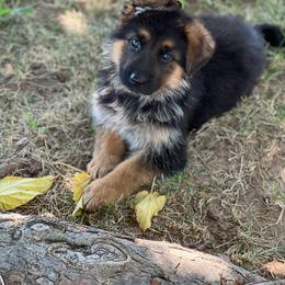 Pink - Black and red female German Shepherd puppy in Sacramento, California from Von Blackwolf German Shepherds