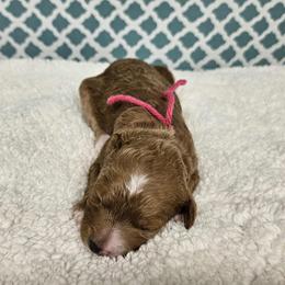 Girl 1 - female Goldendoodle puppy in Flat Rock, North Carolina from Sukisdoodles