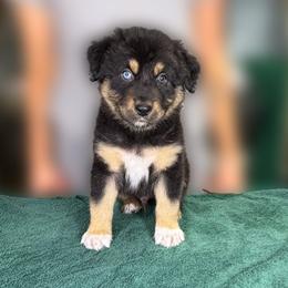 Yam (red) - Black tri-color male Australian Shepherd puppy in Falmouth, Kentucky from Queen City Farm