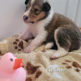 Eleanor - Sable and white female Collie puppy in Mattoon, Illinois from Gold Leaf Collies