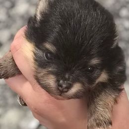 Girl 3 Med - Black and tan female Pomeranian puppy in Bloomingdale, New Jersey from Bella Luna Pomeranians