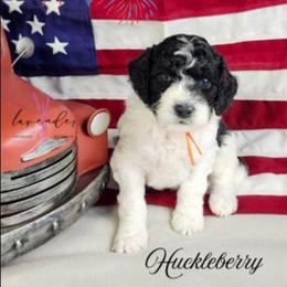 Huckleberry - Black and white male Cockapoo puppy in Mancelona, Michigan from Lavender poodles & doodles