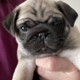 Pug Puppies from Pugalittlefoot