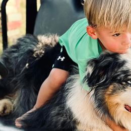 Australian Shepherds from Australian Shepherds of C4 Farms