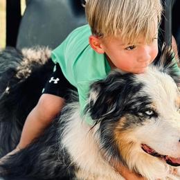 Australian Shepherds from Australian Shepherds of C4 Farms