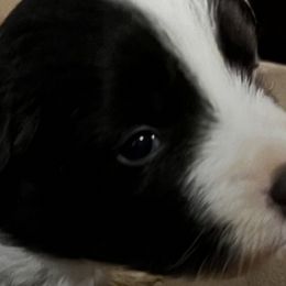 Border Collies from Richardson's Border Collies