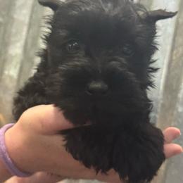 Jerry - Black male Miniature Schnauzer puppy in Wentworth, Missouri from Twisted R Farm