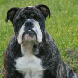 Bulldogs from T'Bulls Bulldogs