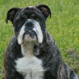 Bulldogs from T'Bulls Bulldogs