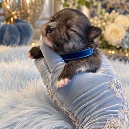 Blue Collar - Cream sable male Pomeranian puppy in Monroe, Georgia from Beastly Beauties Huskies & Pomskies