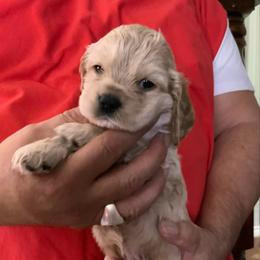 Tigger - Buff male Cocker Spaniel puppy in Garland, Texas from Palms Cocker Spaniels of Texas