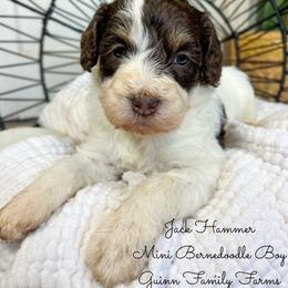Jack Hammer - Brown and white male Bernedoodle puppy in Grove, Oklahoma from Guinn Family Farms