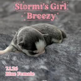 Breezy -  Female - Blue female Pomsky puppy in Hurleyville, New York from My Crazy Pomskys
