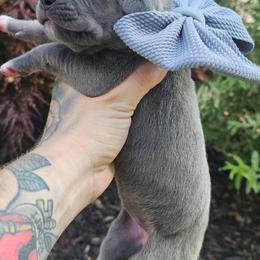 Grey collar - Blue female Great Dane puppy in Warren, Ohio from Loyal-Loves Great Danes