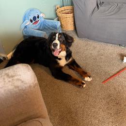 Mera - Bernese Mountain Dog