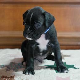 Dark Blue - Brindle male Boxer puppy in Fayetteville, Tennessee from Euro Boxers of Tennessee