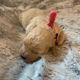 Brooke - Red  female Goldendoodle puppy in Haddam, Kansas from Golden B Acres