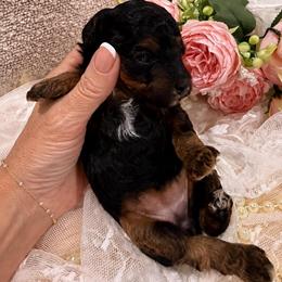 Isabella - Phantom female Poodle puppy in Poplarville, Mississippi from Southern Belle Poodles