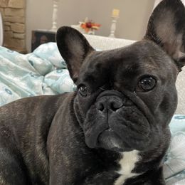Luna - French Bulldog