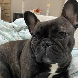 Luna - French Bulldog