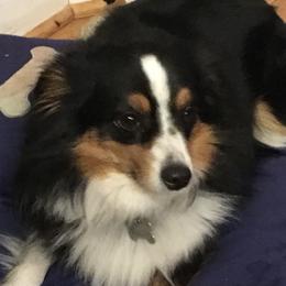 Gus - Miniature Australian Shepherd