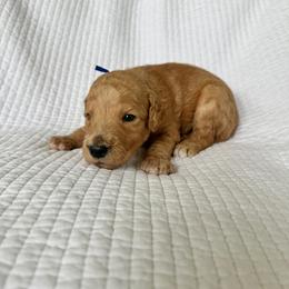 Nugget - Apricot male Goldendoodle puppy in Montgomery, Texas from Dacus Doodles
