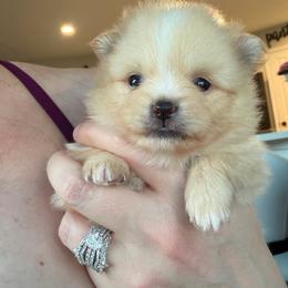 Female- light pink - Cream sable parti female Pomeranian puppy in Cheektowaga, New York from Buffalo Pomeranians 716