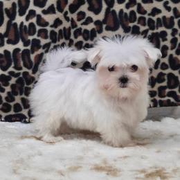 Snow TEACUP - White female Maltese puppy in Monticello, Iowa from Ashley’s Puppies