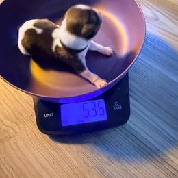 Lady Valencia - Chocolate female Shih Tzu puppy in Port Orchard, Washington from Buttons N Bows