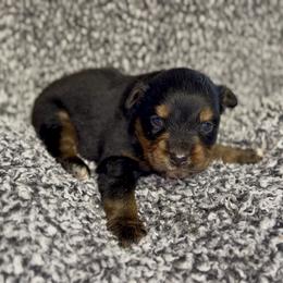 Sunny - Black tri female Miniature Australian Shepherd puppy in Michie, Tennessee from Acton Aussies