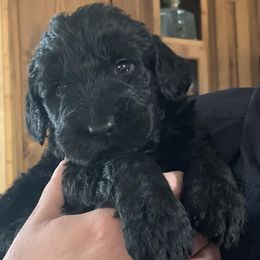 Schnoodles from Twin Lakes Schnoodles