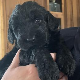 Schnoodles from Twin Lakes Schnoodles
