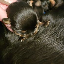 Blue boy - Black and mahogany male Rottweiler puppy in Custer County, Oklahoma from Rough Creek Kennels