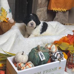 Yellow collar - Parti female Goldendoodle puppy in Sanderson, Florida from Serenity Goldendoodles