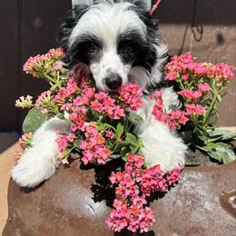 Dolphin - Black and white female Chinese Crested puppy in New Smyrna Beach, Florida from FronkLinn Kennel