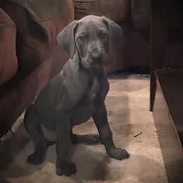 Great Dane Puppies from Double R Danes