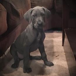 Great Dane Puppies from Double R Danes