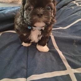 Teddy - Chocolate male Shih Tzu puppy in Lake Worth, Florida from Shih Tzu Cottage